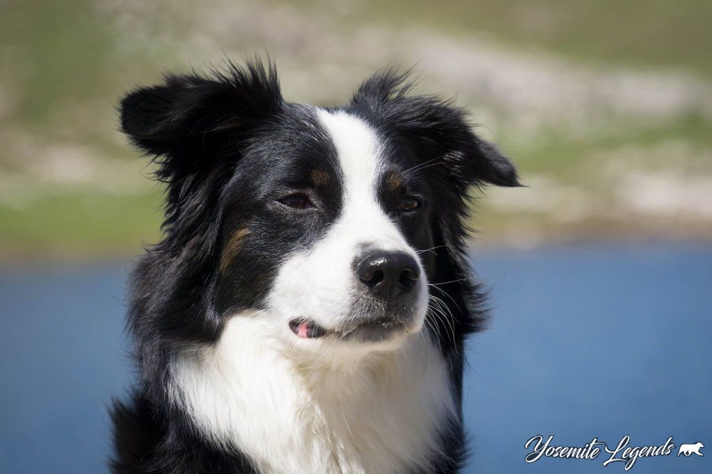 Lollipop Des compagnons du berger