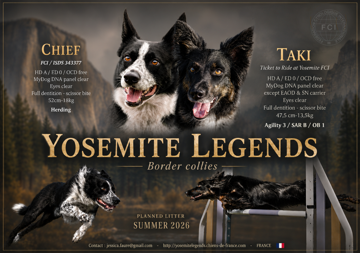 Portée border collies 2026