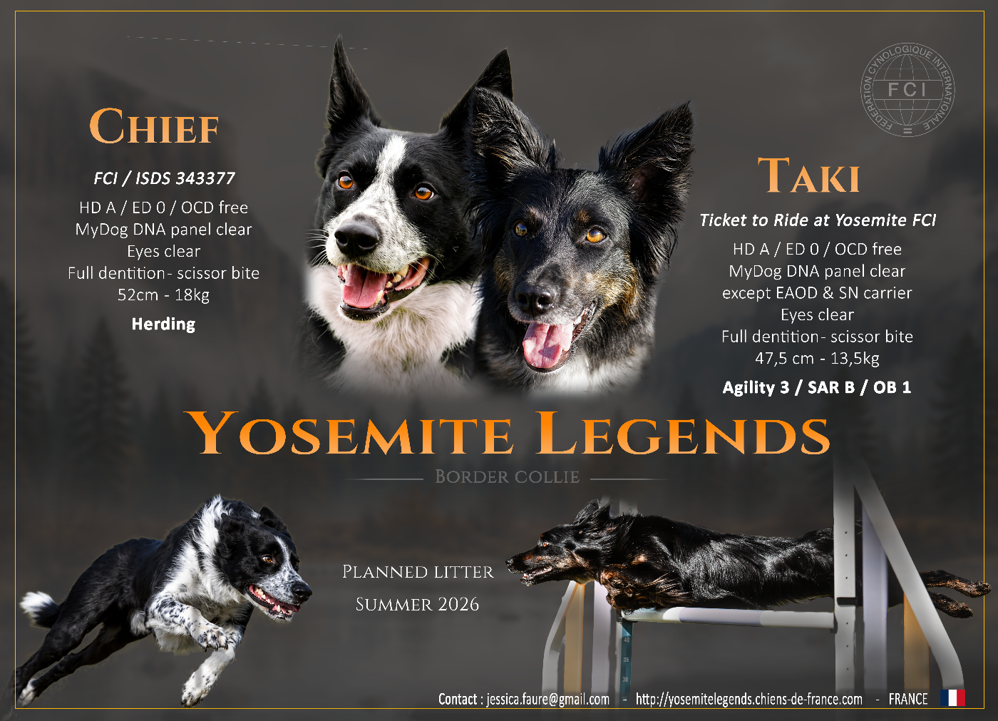 Portée border collies 2026