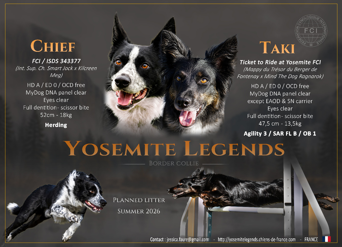 Portée border collies 2026