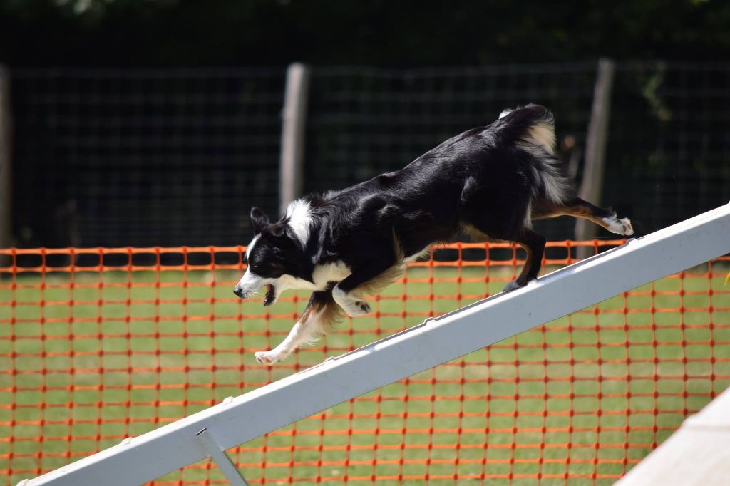 Agility Lollie