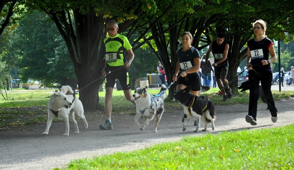 Sports de traction