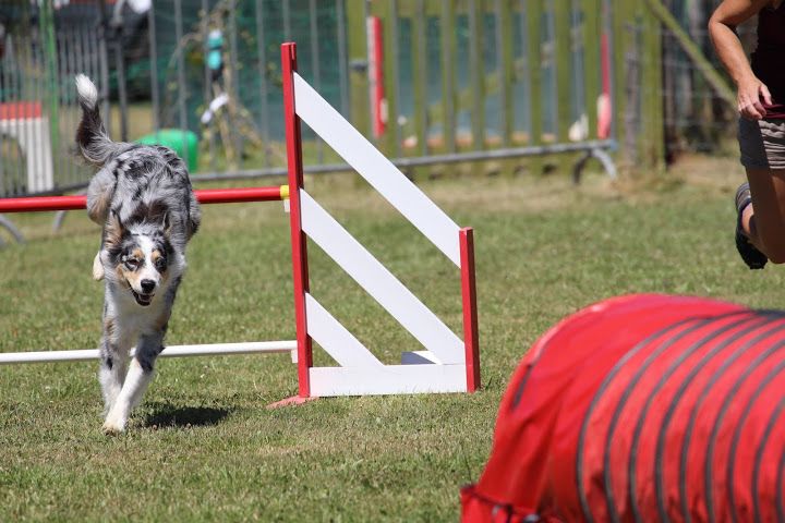 Agility Haska