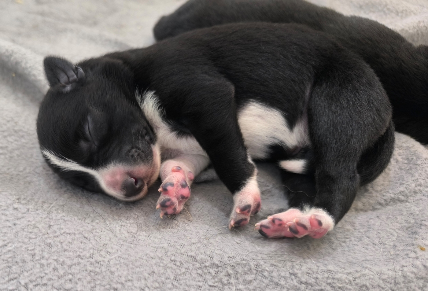 Yosemite Legends - Chiots disponibles - Border Collie