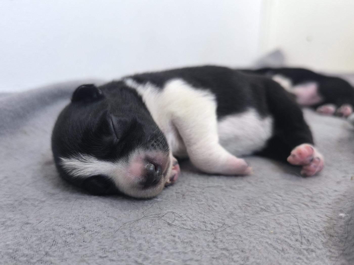 Yosemite Legends - Chiots disponibles - Border Collie