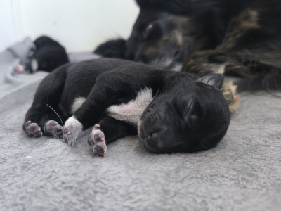 CHIOT 1
