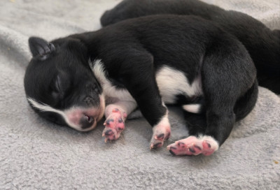 CHIOT 2