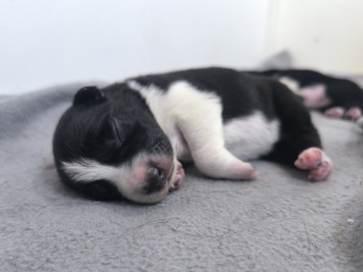 CHIOT 3