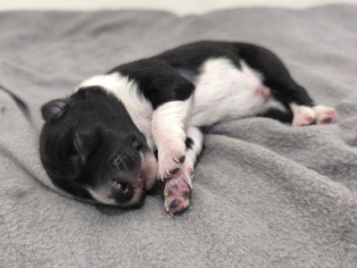 CHIOT 4